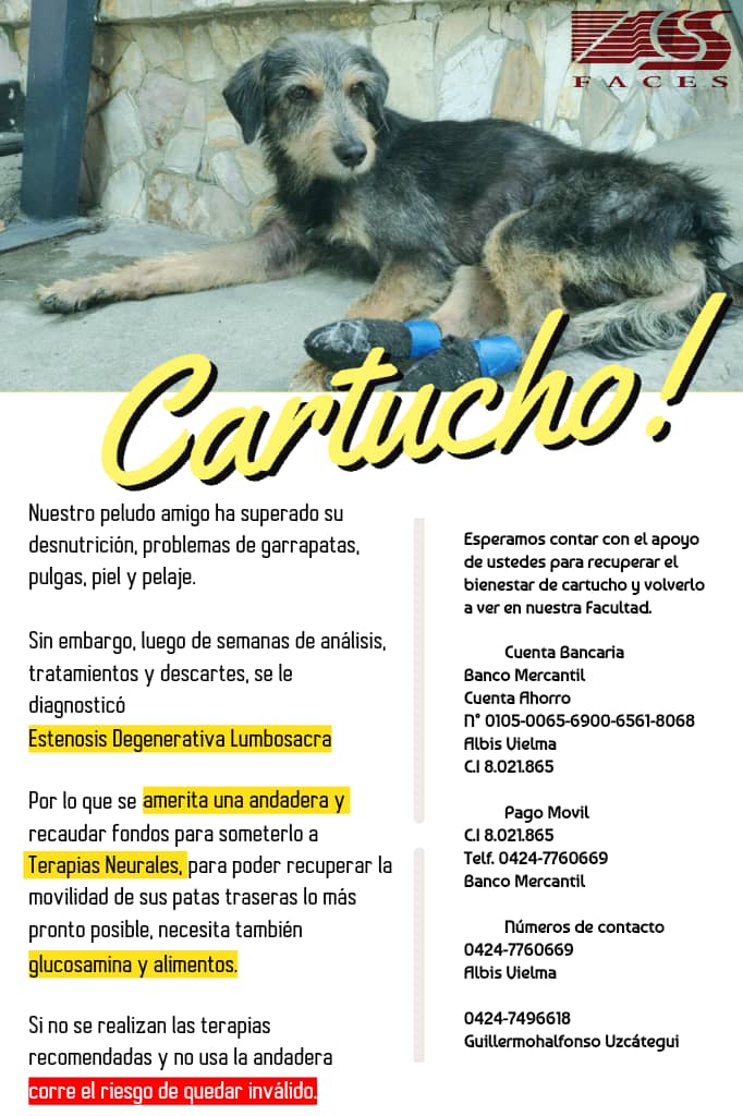 cartucho