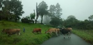 vacas
