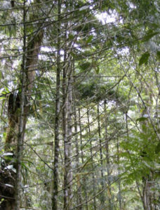 Retrophyllum rospigliosi (pino laso) Plantación en líneas Bosque nublado de San Eusebio