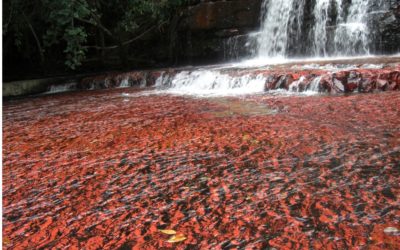 Avances en la cartografía geológica de la Guayana Venezolana